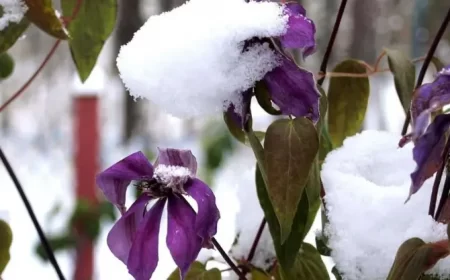 comment préparer les clématites pour l'hiver