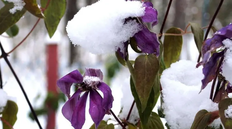 comment préparer les clématites pour l'hiver