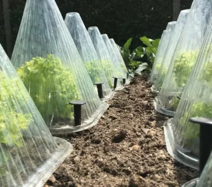 comment protéger la terre du gel fixer pyramides plastique transparent protéger plantes individuelles