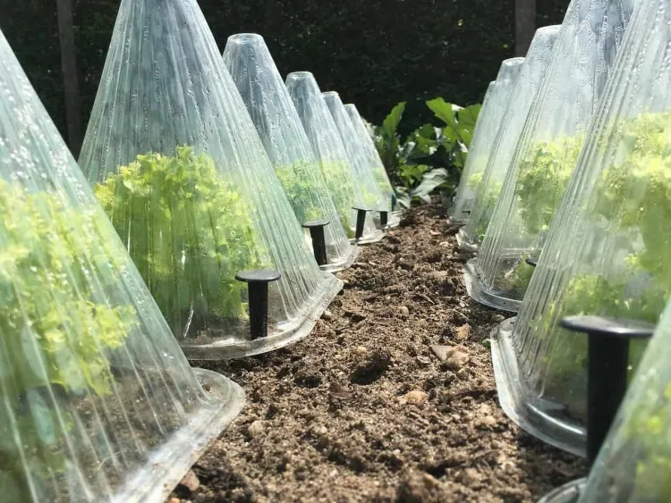 comment protéger la terre du gel fixer pyramides plastique transparent protéger plantes individuelles