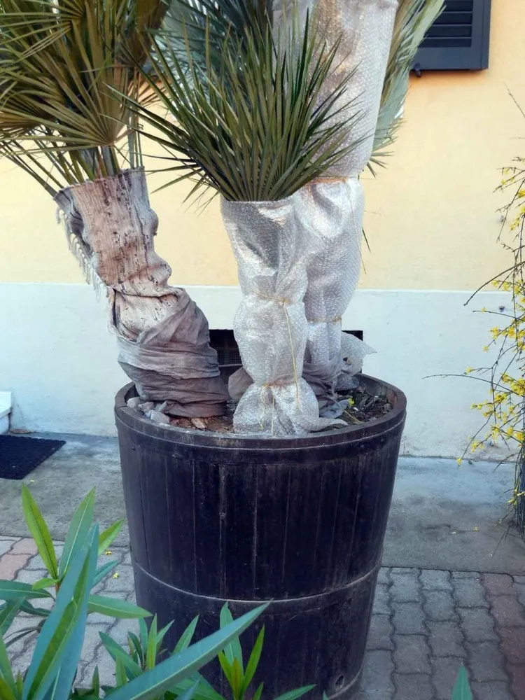 Comment protéger son palmier l'hiver - PagesJaunes