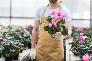 comment récupérer un cyclamen trop arrosé planter pot taille moyenne feuillage dense