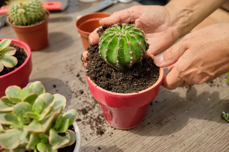 comment sauver un cactus sur arrosé mission sauvetage examiner racines sortir pot