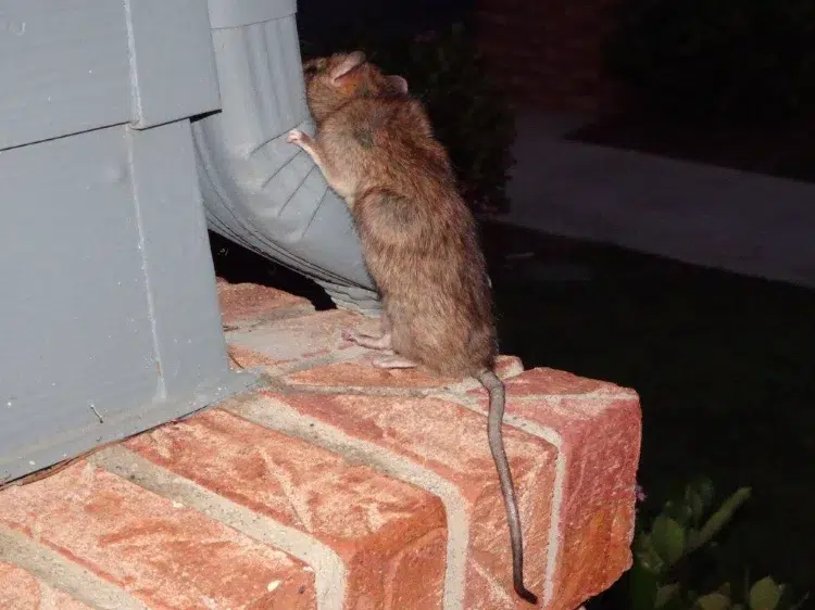 comment se déabrasser des rats dans le jardin éliminer cachettes points entrée