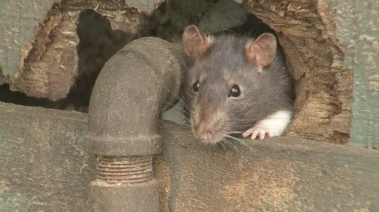 comment se déabrasser des rats dans le jardin maison éliminer cachettes points entrée