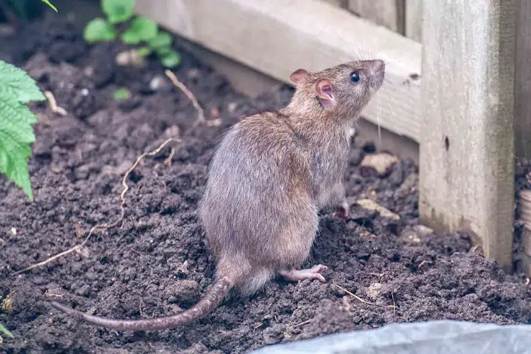 comment se déabrasser des rats dans le jardin recette de grand mere alternatives