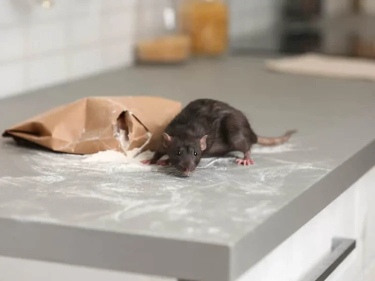 comment se déabrasser des rats dans une maison jardin recette de grand mere tuer rats
