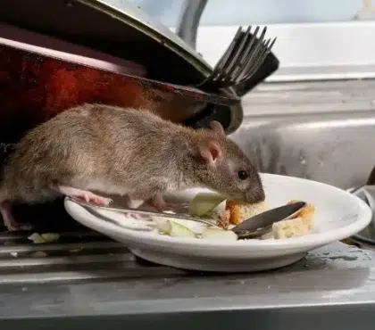 comment se déabrasser des rats dans une maison recette de grand mere alternatives