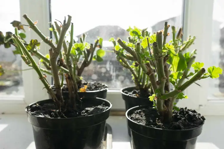 Comment s'occuper des plantes d'intérieur en hiver