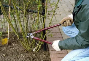 comment tailler les rosiers remontants instructions vidéo