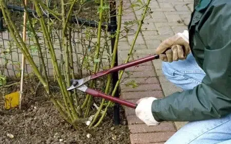 comment tailler les rosiers remontants instructions vidéo