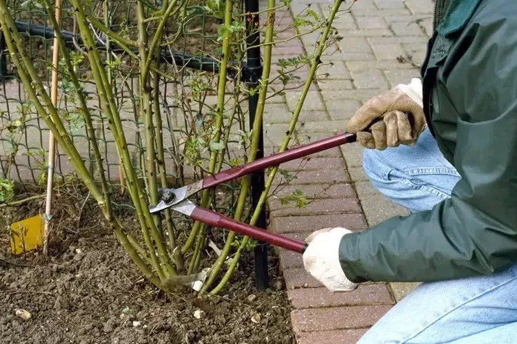 comment tailler les rosiers remontants instructions vidéo