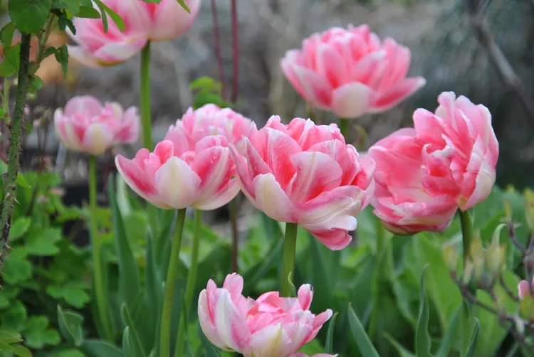 couleurs des tulipes dans le jardin 2023