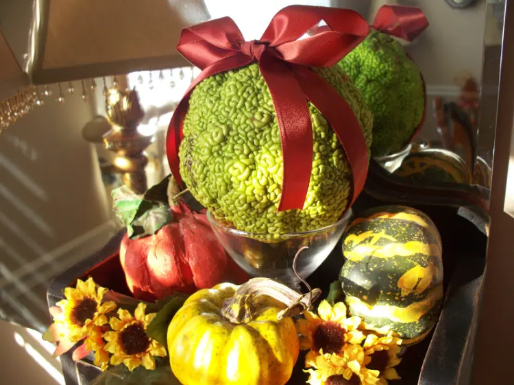 décoration d automne avec oranger des osages carolsheirloomcollection.blogspot.com