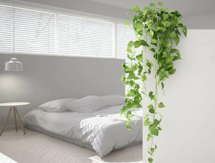 décoration plantes dans la chambre à coucher 2023