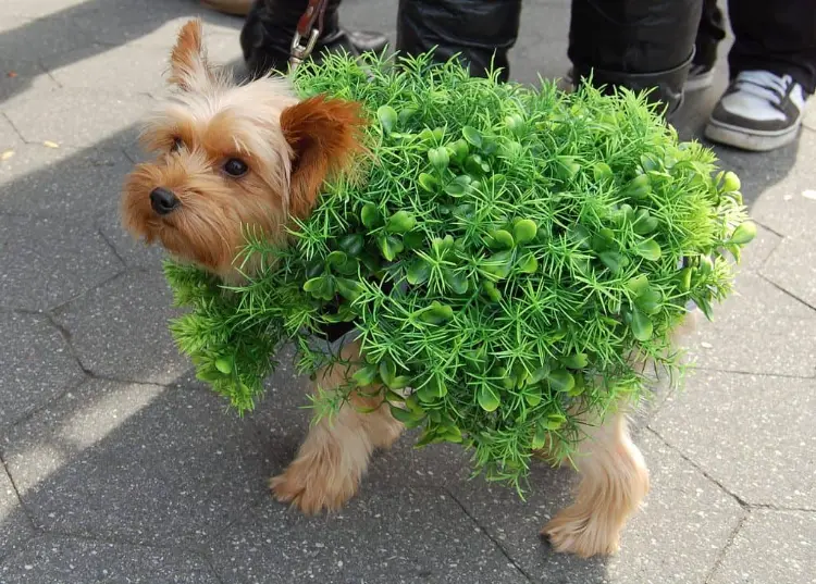 déguisement halloween chien 2023 idées originales costume fait maison verdure