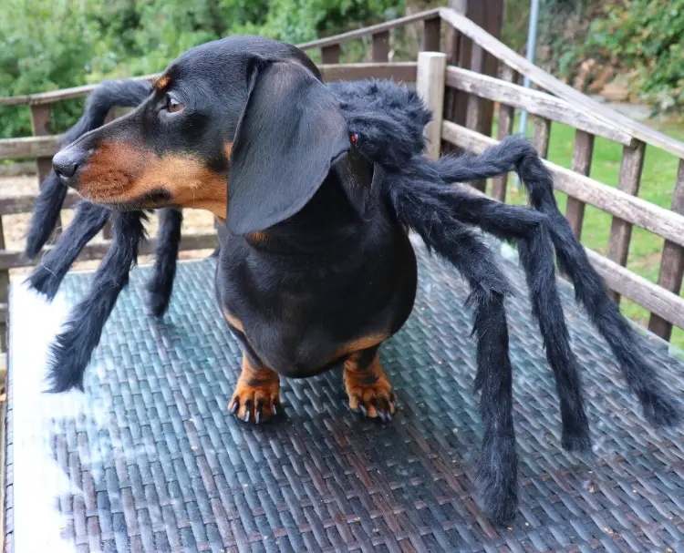 déguisement halloween chien araignée teckel adorable drole constume fait maison