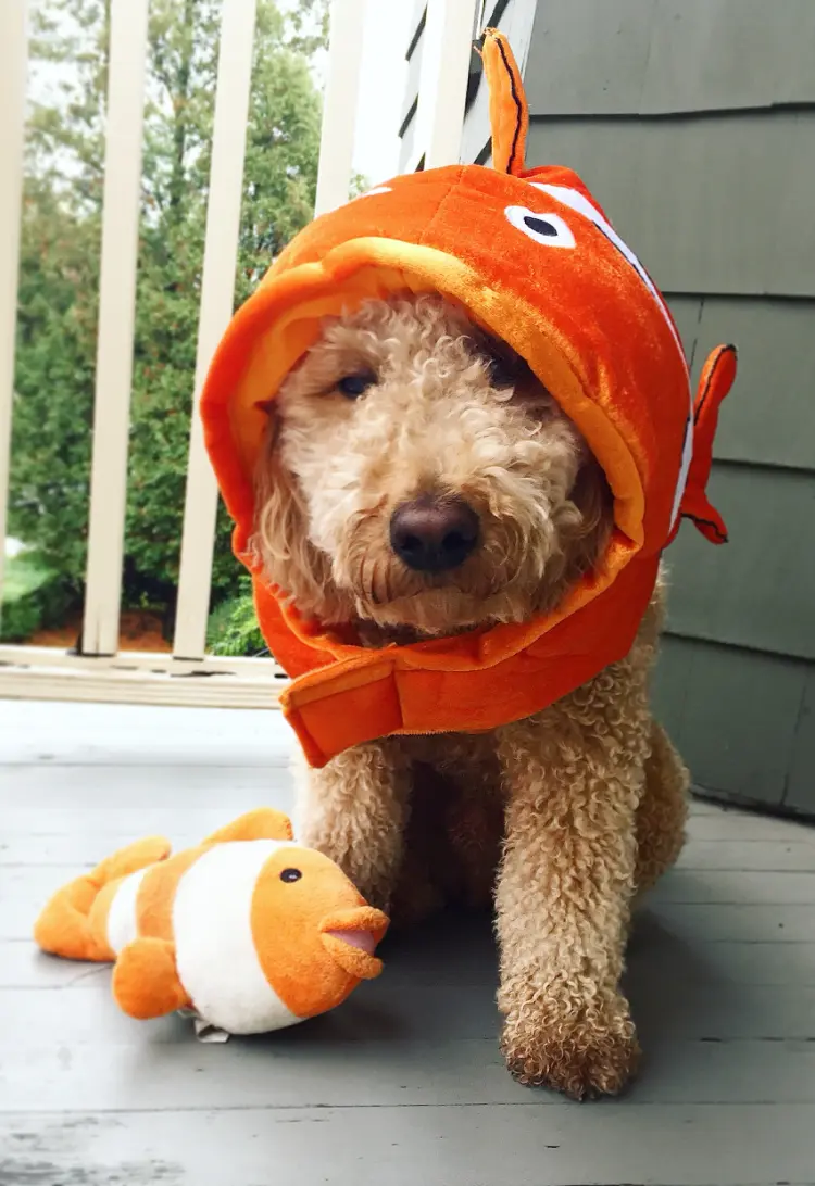 déguisement halloween chien fait maison 2023 costume original poisson clown nemo