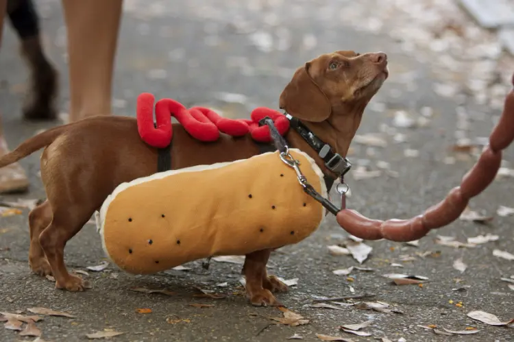 déguisement halloween chien fait maison 2023 costume original tackel hot dog