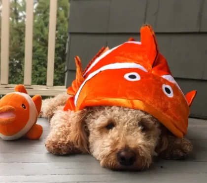 déguisement halloween chien fait maison costume original poisson clown nemo