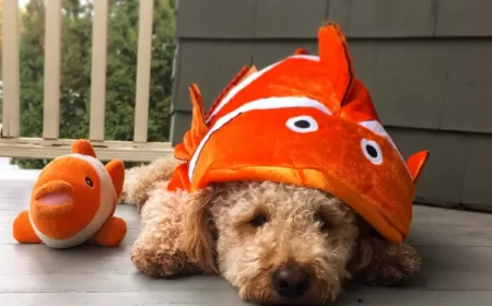 déguisement halloween chien fait maison costume original poisson clown nemo