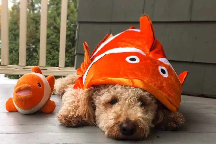 déguisement halloween chien fait maison costume original poisson clown nemo