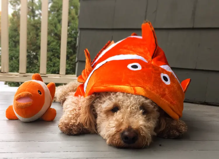 déguisement halloween chien fait maison costume original poisson clown nemo