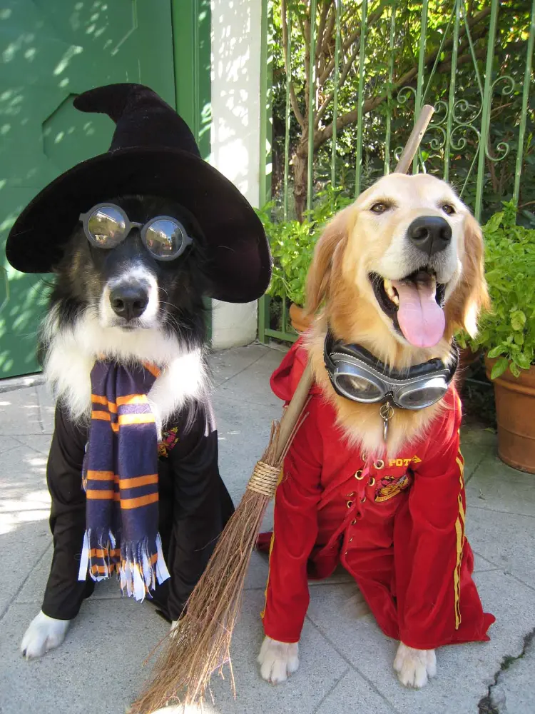 déguisement halloween chien idées originales costume fait maison harry potter