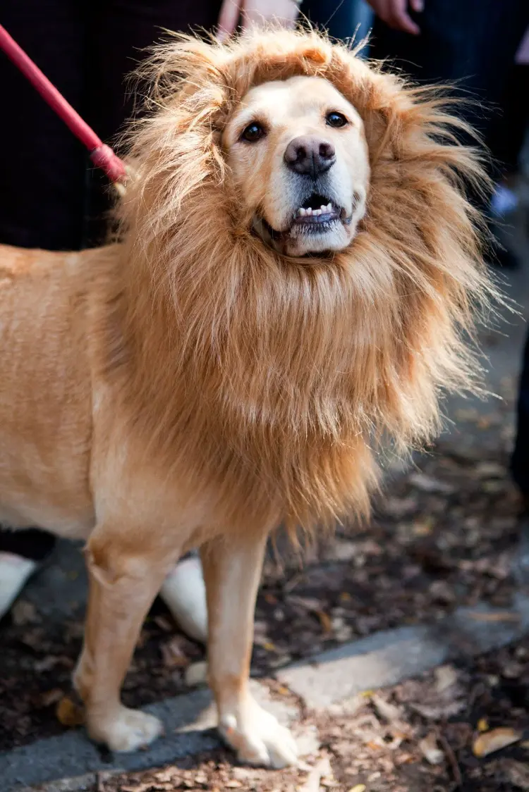 déguisement halloween chien lion 2023 idées originales costume fait maison