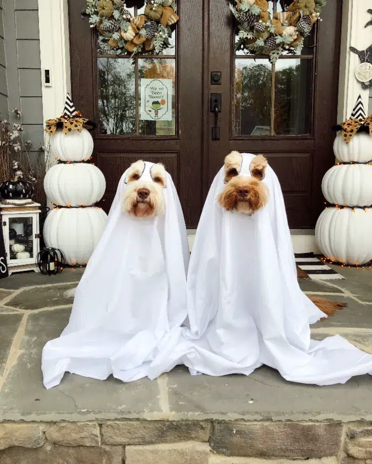 déguisement halloween pour chien fait maison 2023 costumes faciles fantomes