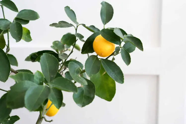 doit on fértiliser un citronnier en hiver engrais naturel