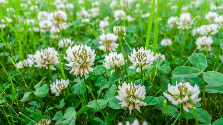 engrais naturel vert pour le potager après les tomates