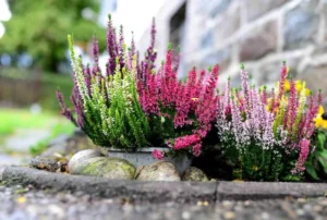 entretien bruyère calluna vulgaris automne pots belle floraison tardive
