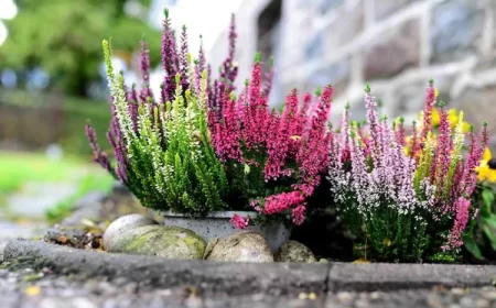 entretien bruyère calluna vulgaris automne pots belle floraison tardive