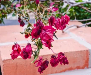 entretien comment hiverner un bougainvillier en pot ou en pleine terre conseils