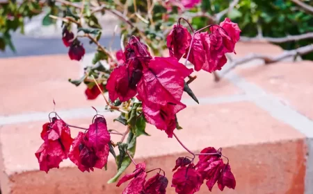 entretien comment hiverner un bougainvillier en pot ou en pleine terre conseils