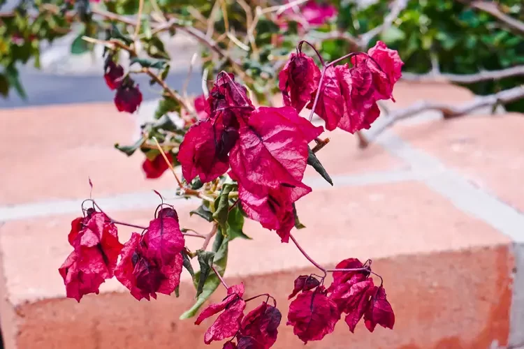 entretien comment hiverner un bougainvillier en pot ou en pleine terre conseils