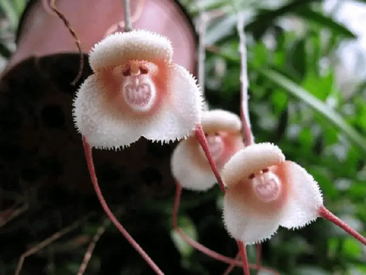 entretien orchidée tête de singe 