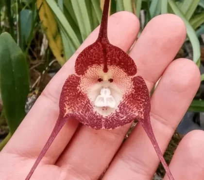 entretien orchidée tête de singe comment arroser insteading.com