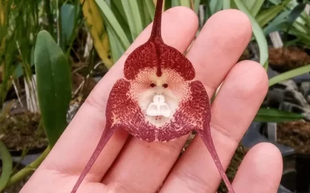 entretien orchidée tête de singe comment arroser insteading.com