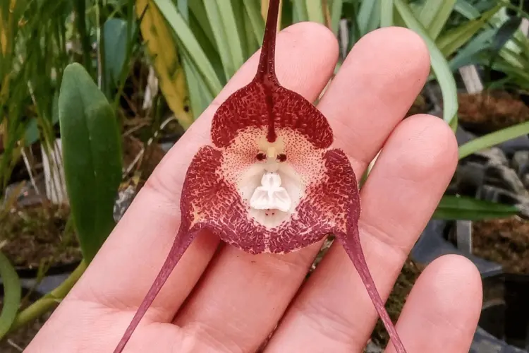 entretien orchidée tête de singe comment arroser 