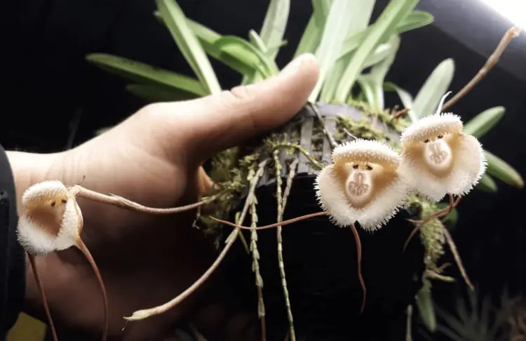entretien orchidée tête de singe comment rempoter 