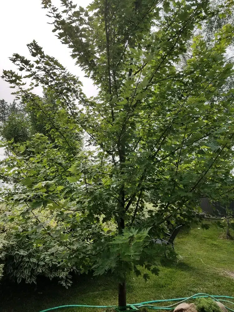 érable argenté arbre croissance vite qui pousse rapidement jardin ombre brise vue sans entretien