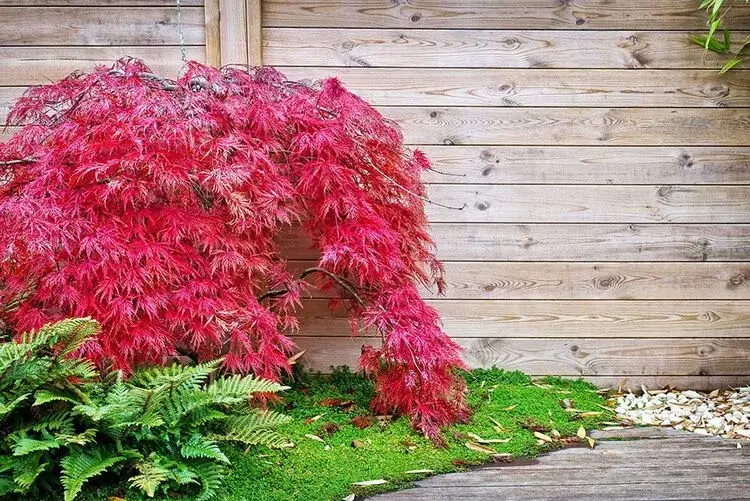 érable du japon au feuillage rouge décoratif au jardin