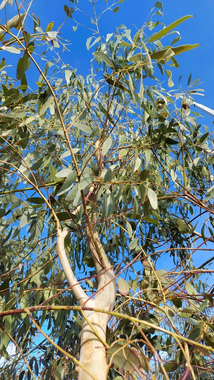 eucalyptus arbre feuillage persistant décoratif croissance vite entretien facile