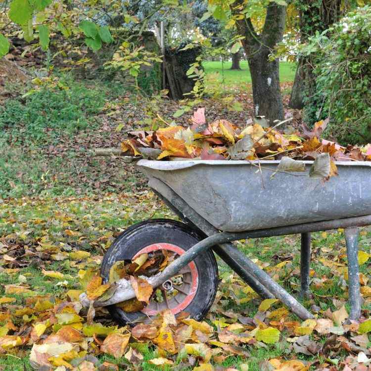 feuilles mortes dans la serre