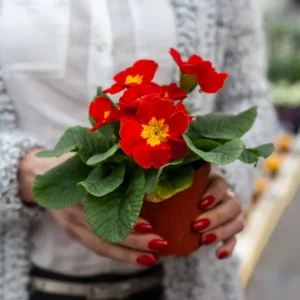 fleur vivace qui ne gel pas