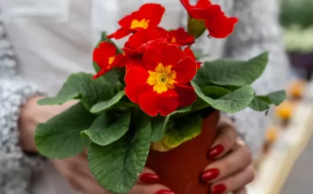 fleur vivace qui ne gel pas