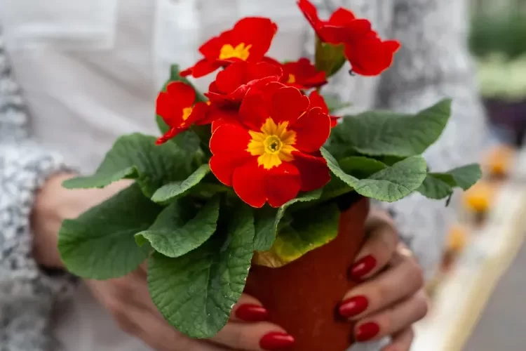 fleur vivace qui ne gel pas