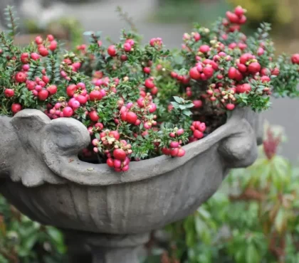 fleurs balcon qui ne craint pas le froid gaulthérie